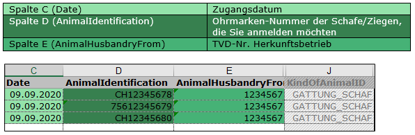 Spaltenbeschreibung und ausgefülltes Beispiel der Musterdatei für Zugänge: Spalte C Zugangsdatum, Spalte D Ohrmarken-Nummer, Spalte E TVD-Nr. Herkunftsbetrieb