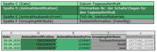 Spaltenbeschreibung und ausgefülltes Beispiel der Musterdatei für Tagesaufenthalte: Spalte C Datum, Spalte D Ohrmarken-Nr., Spalte E TVD-Nr. Herkunftsbetrieb, Spalte F Posteninformation